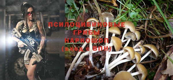 прущие грибы Медногорск